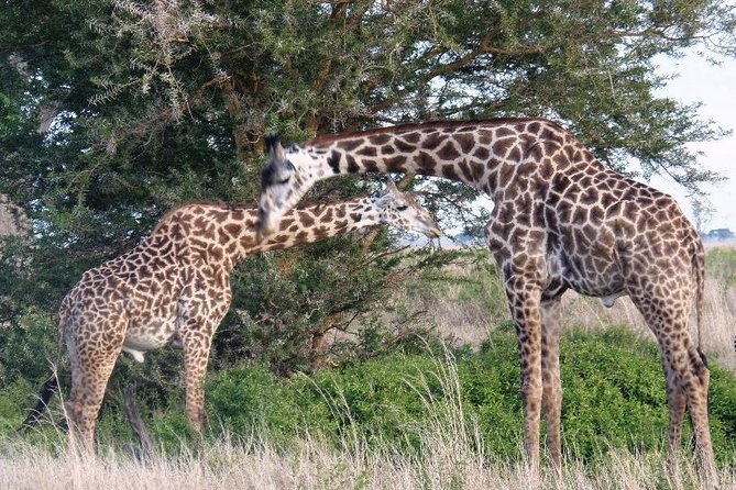 Dar Es Salaam: Mikumi Ulusal Parkında Gecelik Safari